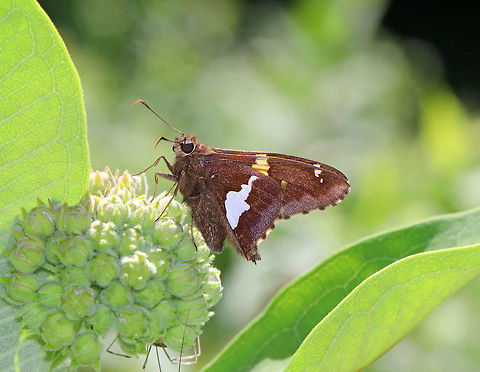 Silver-Spotted Skipper - Epargyreus clarus Chocolate-brown skipper with a golden band on the forewings and a large, silver, irregular spot on the hindwings (below).
Spotted on milkweed in a rural garden. Epargyreus,Epargyreus clarus,Geotagged,Silver-spotted Skipper,Summer,United States,butterfly,skipper