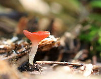Stalked Scarlet Cup - Sarcoscypha occidentalis Tiny (cap size ~4-5 mm) mushroom with an upturned, cup-shaped cap. The uppersurface was red and bald.  The undersurface was whitish, but the red of the cap shines through. The stem was whitish and had mycelium near the base.<br />
<br />
Growing on the side of a nature trail (on woodchips) in a mixed forest.<br />
<br />
https://www.jungledragon.com/image/62049/stalked_scarlet_cup_-_sarcoscypha_occidentalis.html<br />
 Geotagged,Sarcoscypha occidentalis,Stalked Scarlet Cup,Summer,United States,cup fungus,fungus,mushroom,scarlet cup