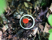Stalked Scarlet Cup - Sarcoscypha occidentalis Tiny (cap size ~4-5 mm) mushroom with an upturned, cup-shaped cap. The uppersurface was red and bald. The undersurface was whitish, but the red of the cap shines through. The stem was whitish and had mycelium near the base.<br />
<br />
My lighting was bad, and I was unfortunately unable to get good shots of this minute mushroom.  This photo shows just how small this fungus is - my wedding ring is 15mm across, which means that the cap of this mushroom is only about 5mm wide.<br />
<br />
Growing on the side of a nature trail (on woodchips) in a mixed forest.<br />
<br />
https://www.jungledragon.com/image/62048/stalked_scarlet_cup_-_sarcoscypha_occidentalis.html Geotagged,Sarcoscypha occidentalis,Stalked Scarlet Cup,Summer,United States,cup fungus,fungus,mushroom,scarlet cup