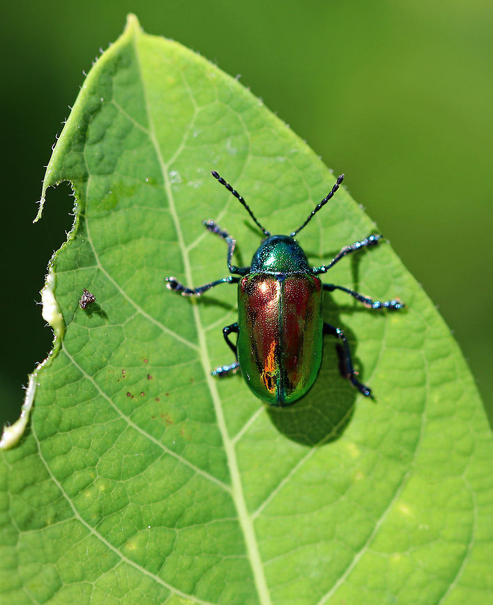 Dogbane Beetle - Chrysochus auratus Dogbane beetles are iridescent blue-green with metallic copper coloring on their front wings. The legs and antennae are dark blue. They have long, 12-jointed antennae.<br />
<br />
 These beetles are named for the dogbane plants that they frequently eat. The plants contain chemicals called cardenolides, which are bitter and toxic to other insects. Dogbane beetles are adapted to be able to eat and store these chemicals in their bodies, which helps to protect them from predators. <br />
<br />
<figure class="photo"><a href="https://www.jungledragon.com/image/62053/dogbane_beetle_-_chrysochus_auratus.html" title="Dogbane Beetle - Chrysochus auratus"><img src="https://s3.amazonaws.com/media.jungledragon.com/images/3232/62053_thumb.jpg?AWSAccessKeyId=05GMT0V3GWVNE7GGM1R2&Expires=1769040010&Signature=YtJSRtxgHwd6jXaAjNdaCPTJh0Q%3D" width="200" height="150" alt="Dogbane Beetle - Chrysochus auratus Dogbane beetles are iridescent blue-green with metallic copper coloring on their front wings. The legs and antennae are dark blue. They have long, 12-jointed antennae.<br />
<br />
 These beetles are named for the dogbane plants that they frequently eat. The plants contain chemicals called cardenolides, which are bitter and toxic to other insects. Dogbane beetles are adapted to be able to eat and store these chemicals in their bodies, which helps to protect them from predators. <br />
<br />
https://www.jungledragon.com/image/62052/dogbane_beetle_-_chrysochus_auratus.html Chrysochus auratus,Dogbane Beetle,Dogbane beetle,Geotagged,Summer,United States,beetle" /></a></figure> Chrysochus auratus,Dogbane beetle,Geotagged,Summer,United States,beetle,chrysochus