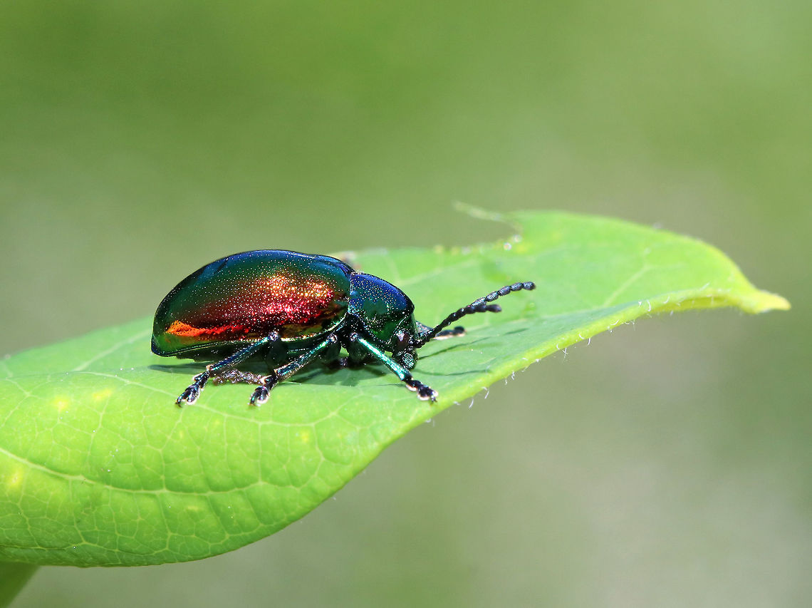 Dogbane Beetle - Chrysochus auratus Dogbane beetles are iridescent blue-green with metallic copper coloring on their front wings. The legs and antennae are dark blue. They have long, 12-jointed antennae.<br />
<br />
 These beetles are named for the dogbane plants that they frequently eat. The plants contain chemicals called cardenolides, which are bitter and toxic to other insects. Dogbane beetles are adapted to be able to eat and store these chemicals in their bodies, which helps to protect them from predators. <br />
<br />
<figure class="photo"><a href="https://www.jungledragon.com/image/62052/dogbane_beetle_-_chrysochus_auratus.html" title="Dogbane Beetle - Chrysochus auratus"><img src="https://s3.amazonaws.com/media.jungledragon.com/images/3232/62052_thumb.jpg?AWSAccessKeyId=05GMT0V3GWVNE7GGM1R2&Expires=1769040010&Signature=%2BRn01pbNhKTe7XQsMND6wH%2BTGe0%3D" width="126" height="152" alt="Dogbane Beetle - Chrysochus auratus Dogbane beetles are iridescent blue-green with metallic copper coloring on their front wings. The legs and antennae are dark blue. They have long, 12-jointed antennae.<br />
<br />
 These beetles are named for the dogbane plants that they frequently eat. The plants contain chemicals called cardenolides, which are bitter and toxic to other insects. Dogbane beetles are adapted to be able to eat and store these chemicals in their bodies, which helps to protect them from predators. <br />
<br />
https://www.jungledragon.com/image/62053/dogbane_beetle_-_chrysochus_auratus.html Chrysochus auratus,Dogbane beetle,Geotagged,Summer,United States,beetle,chrysochus" /></a></figure> Chrysochus auratus,Dogbane Beetle,Dogbane beetle,Geotagged,Summer,United States,beetle