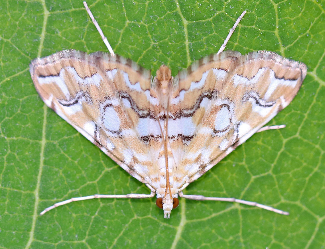 Pondside Pyralid Moth - Elophila icciusalis Forewings are light yellow/tan with several white patches; lines are black, broken, and edged with white; median area is white.<br />
<br />
It was resting on the underside of milkweed that was growing next to a pond. Elophila icciusalis,moth,pondside pyralid moth,pyralid moth