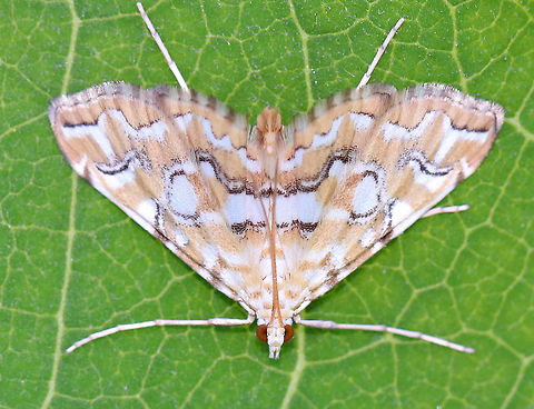 Pondside Pyralid Moth - Elophila icciusalis Forewings are light yellow/tan with several white patches; lines are black, broken, and edged with white; median area is white.

It was resting on the underside of milkweed that was growing next to a pond. Elophila icciusalis,moth,pondside pyralid moth,pyralid moth