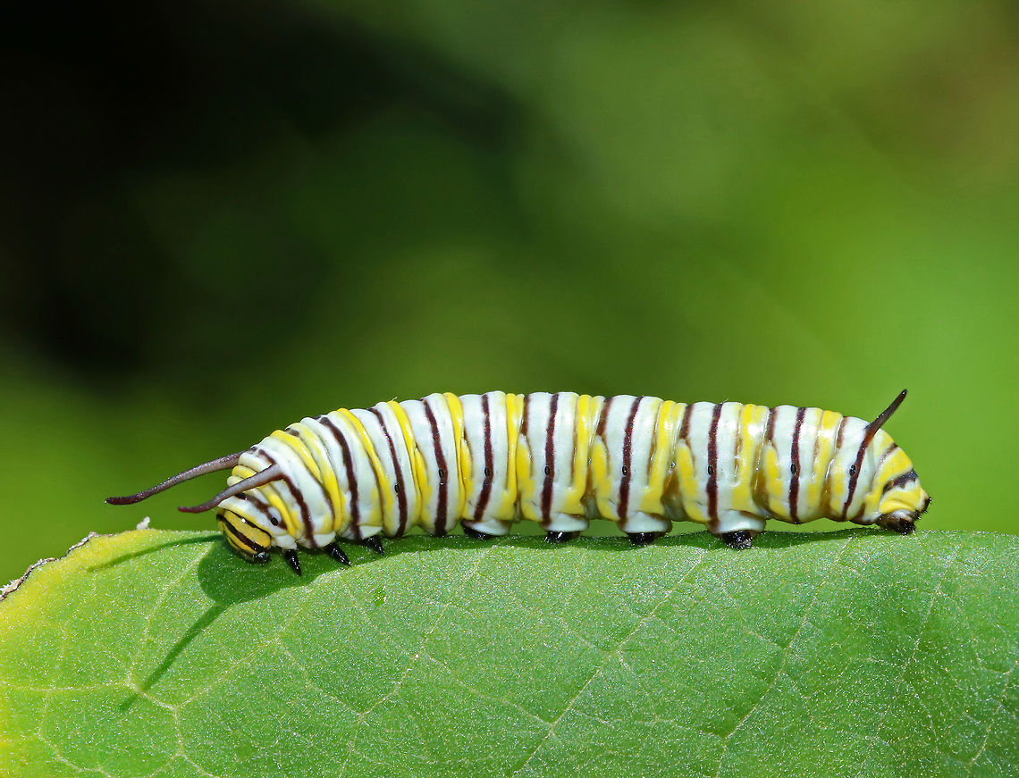 Monarch Caterpillar - Danaus plexippus Probably a third instar...The black and yellow bands on the abdomen are darker and more distinct than those of the second instar. Also, the first set of thoracic legs is smaller than the other two, and is closer to the head. Time in this larval stage is usually 1-3 days (temperature dependent).<br />
<br />
Spotted on milkweed that was growing on the edge of a pond. I was looking for monarch eggs and was surprised to find this larva instead!<br />
<br />
<figure class="photo"><a href="https://www.jungledragon.com/image/62058/monarch_caterpillar_-_danaus_plexippus.html" title="Monarch Caterpillar - Danaus plexippus"><img src="https://s3.amazonaws.com/media.jungledragon.com/images/3232/62058_thumb.jpg?AWSAccessKeyId=05GMT0V3GWVNE7GGM1R2&Expires=1770854410&Signature=oB6d7LoLZ3qRqY8y2K%2FbfVsV034%3D" width="200" height="170" alt="Monarch Caterpillar - Danaus plexippus Probably a third instar...The black and yellow bands on the abdomen are darker and more distinct than those of the second instar. Also, the first set of thoracic legs is smaller than the other two, and is closer to the head. Time in this larval stage is usually 1-3 days (temperature dependent).<br />
<br />
Spotted on milkweed that was growing on the edge of a pond. I was looking for monarch eggs and was surprised to find this larva instead!  The tip of this milkweed plant broke off and you can see the sap oozing out of the end.<br />
<br />
https://www.jungledragon.com/image/62057/monarch_caterpillar_-_danaus_plexippus.html Danaus plexippus,Geotagged,Monarch butterfly,Summer,United States,caterpillar,danaus,larva,monarch,monarch caterpillar" /></a></figure> Danaus,Danaus plexippus,Geotagged,Monarch butterfly,Summer,United States,caterpillar,larva,monarch,monarch caterpillar