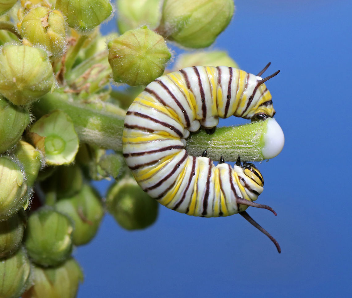 Monarch Caterpillar - Danaus plexippus Probably a third instar...The black and yellow bands on the abdomen are darker and more distinct than those of the second instar. Also, the first set of thoracic legs is smaller than the other two, and is closer to the head. Time in this larval stage is usually 1-3 days (temperature dependent).<br />
<br />
Spotted on milkweed that was growing on the edge of a pond. I was looking for monarch eggs and was surprised to find this larva instead!  The tip of this milkweed plant broke off and you can see the sap oozing out of the end.<br />
<br />
<figure class="photo"><a href="https://www.jungledragon.com/image/62057/monarch_caterpillar_-_danaus_plexippus.html" title="Monarch Caterpillar - Danaus plexippus"><img src="https://s3.amazonaws.com/media.jungledragon.com/images/3232/62057_thumb.jpg?AWSAccessKeyId=05GMT0V3GWVNE7GGM1R2&Expires=1770854410&Signature=GurEyxdkotMl0xMKI2ahOp3pFoc%3D" width="200" height="154" alt="Monarch Caterpillar - Danaus plexippus Probably a third instar...The black and yellow bands on the abdomen are darker and more distinct than those of the second instar. Also, the first set of thoracic legs is smaller than the other two, and is closer to the head. Time in this larval stage is usually 1-3 days (temperature dependent).<br />
<br />
Spotted on milkweed that was growing on the edge of a pond. I was looking for monarch eggs and was surprised to find this larva instead!<br />
<br />
https://www.jungledragon.com/image/62058/monarch_caterpillar_-_danaus_plexippus.html Danaus,Danaus plexippus,Geotagged,Monarch butterfly,Summer,United States,caterpillar,larva,monarch,monarch caterpillar" /></a></figure> Danaus plexippus,Geotagged,Monarch butterfly,Summer,United States,caterpillar,danaus,larva,monarch,monarch caterpillar