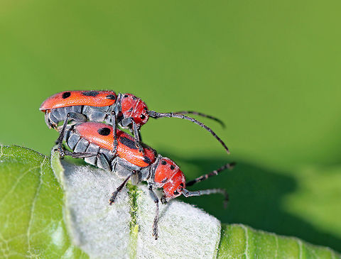 Milkweed Beetles - Tetraopes tetrophthalmus Mating milkweed beetles with red and black aposematic coloring. It seems like nearly every time I find these beetles they are mating! They are mating maniacs ;)

 The scientific names are both derived from the Ancient Greek for "four eyes." Many longhorn beetles have antennae that are situated very near the eye. However, in the red milkweed beetle, this adaptation has been carried to an extreme: the bases of the antennae actually bisect the eye. Odd, but interesting. 

https://www.jungledragon.com/image/62083/milkweed_beetles_-_tetraopes_tetrophthalmus.html Geotagged,Red milkweed beetle,Summer,Tetraopes,Tetraopes tetrophthalmus,United States,beetles,mating beetles,milkweed beetles,red,red beetles