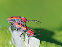 Milkweed Beetles - Tetraopes tetrophthalmus Mating milkweed beetles with red and black aposematic coloring. It seems like nearly every time I find these beetles they are mating! They are mating maniacs ;)<br />
<br />
The scientific names are both derived from the Ancient Greek for "four eyes." Many longhorn beetles have antennae that are situated very near the eye. However, in the red milkweed beetle, this adaptation has been carried to an extreme: the bases of the antennae actually bisect the eye. Odd, but interesting. <br />
<br />
https://www.jungledragon.com/image/62083/milkweed_beetles_-_tetraopes_tetrophthalmus.html Geotagged,Red milkweed beetle,Summer,Tetraopes,Tetraopes tetrophthalmus,United States,beetles,mating beetles,milkweed beetles,red,red beetles