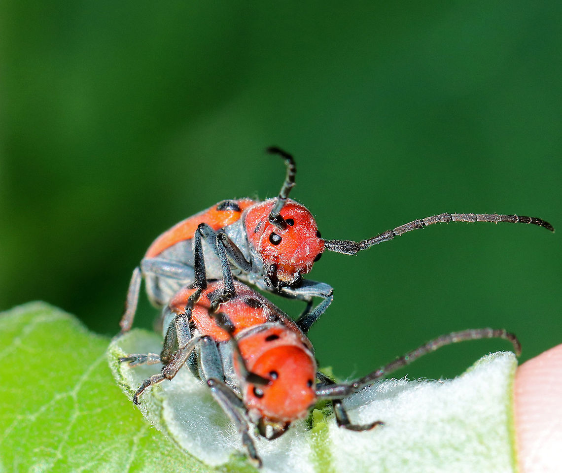 Milkweed Beetles - Tetraopes tetrophthalmus Mating milkweed beetles with red and black aposematic coloring. It seems like nearly every time I find these beetles they are mating! They are mating maniacs ;)<br />
<br />
Not a great shot, but I wanted to include it because it shows how the antennae actually bisect the eyes!<br />
<br />
The scientific names are both derived from the Ancient Greek for &quot;four eyes.&quot; Many longhorn beetles have antennae that are situated very near the eye. However, in the red milkweed beetle, this adaptation has been carried to an extreme: the bases of the antennae actually bisect the eye. Odd, but interesting. <br />
<br />
<figure class="photo"><a href="https://www.jungledragon.com/image/62081/milkweed_beetles_-_tetraopes_tetrophthalmus.html" title="Milkweed Beetles - Tetraopes tetrophthalmus"><img src="https://s3.amazonaws.com/media.jungledragon.com/images/3232/62081_thumb.jpg?AWSAccessKeyId=05GMT0V3GWVNE7GGM1R2&Expires=1759968010&Signature=1aP14KG7u4BpOyQKGumNySYb%2Br0%3D" width="200" height="154" alt="Milkweed Beetles - Tetraopes tetrophthalmus Mating milkweed beetles with red and black aposematic coloring. It seems like nearly every time I find these beetles they are mating! They are mating maniacs ;)<br />
<br />
 The scientific names are both derived from the Ancient Greek for &quot;four eyes.&quot; Many longhorn beetles have antennae that are situated very near the eye. However, in the red milkweed beetle, this adaptation has been carried to an extreme: the bases of the antennae actually bisect the eye. Odd, but interesting. <br />
<br />
https://www.jungledragon.com/image/62083/milkweed_beetles_-_tetraopes_tetrophthalmus.html Geotagged,Red milkweed beetle,Summer,Tetraopes,Tetraopes tetrophthalmus,United States,beetles,mating beetles,milkweed beetles,red,red beetles" /></a></figure> Geotagged,Red milkweed beetle,Summer,Tetraopes tetrophthalmus,United States,beetles,mating beetles,red beetles,red. milkweed beetles