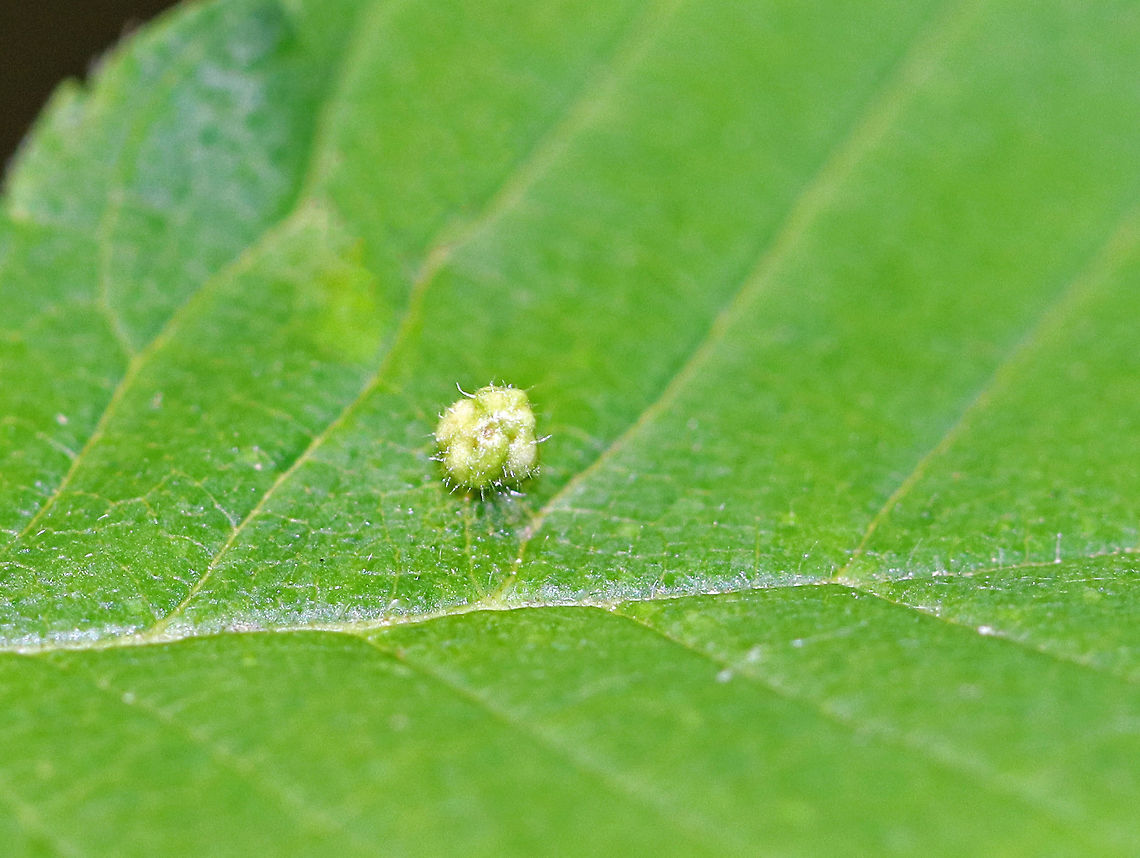 Elm Gall Mite - Aceria campestricola Mites make these tiny galls (~2 mm) on the leaves of American Elms (Ulmus americana).  The galls are shaped like tiny, bead-like pustules.<br />
<br />
<figure class="photo"><a href="https://www.jungledragon.com/image/62089/elm_gall_mite_-_aceria_campestricola.html" title="Elm Gall Mite - Aceria campestricola"><img src="https://s3.amazonaws.com/media.jungledragon.com/images/3232/62089_thumb.jpg?AWSAccessKeyId=05GMT0V3GWVNE7GGM1R2&Expires=1767225610&Signature=wPsGz55dUTmMZPcbnkjeNtjnnE4%3D" width="200" height="156" alt="Elm Gall Mite - Aceria campestricola Mites make these tiny galls (~2 mm) on the leaves of American Elms (Ulmus americana). The galls are shaped like tiny, bead-like pustules. <br />
<br />
https://www.jungledragon.com/image/62088/elm_gall_mite_-_aceria_campestricola.html Aceria campestricola,Elm Leafgall Mite,Geotagged,Summer,United States,aceria,elm leafgall mite,gall mite,leafgall mite,mite" /></a></figure> Aceria campestricola,Elm Leafgall Mite,Geotagged,Summer,Ulmus americana,United States,elm gall mite,gall,gall mite,mite,ulmus