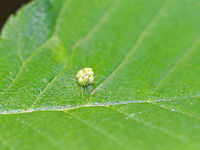 Elm Gall Mite - Aceria campestricola Mites make these tiny galls (~2 mm) on the leaves of American Elms (Ulmus americana).  The galls are shaped like tiny, bead-like pustules.<br />
<br />
https://www.jungledragon.com/image/62089/elm_gall_mite_-_aceria_campestricola.html Aceria campestricola,Elm Leafgall Mite,Geotagged,Summer,Ulmus americana,United States,elm gall mite,gall,gall mite,mite,ulmus