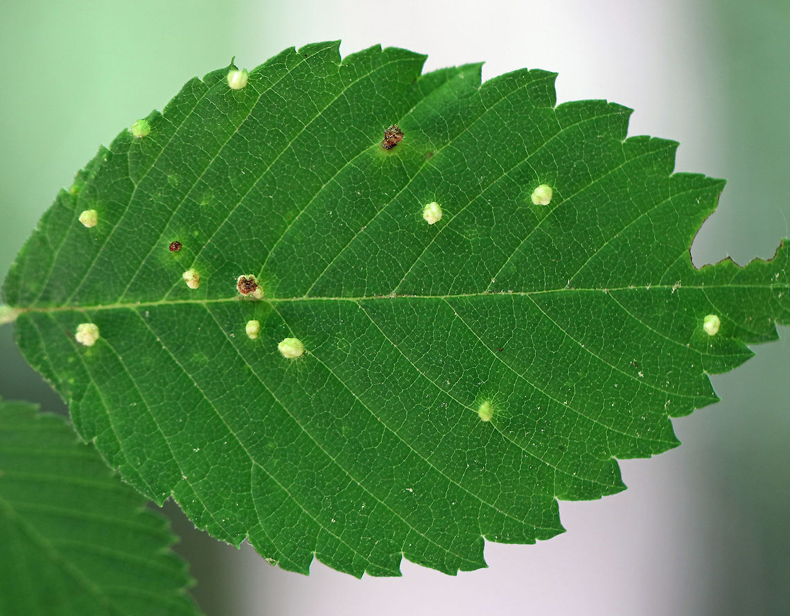 Elm Gall Mite - Aceria campestricola Mites make these tiny galls (~2 mm) on the leaves of American Elms (Ulmus americana). The galls are shaped like tiny, bead-like pustules. <br />
<br />
<figure class="photo"><a href="https://www.jungledragon.com/image/62088/elm_gall_mite_-_aceria_campestricola.html" title="Elm Gall Mite - Aceria campestricola"><img src="https://s3.amazonaws.com/media.jungledragon.com/images/3232/62088_thumb.jpg?AWSAccessKeyId=05GMT0V3GWVNE7GGM1R2&Expires=1767225610&Signature=j4vVvH21u%2BJhLB7codutgzt5cJM%3D" width="200" height="152" alt="Elm Gall Mite - Aceria campestricola Mites make these tiny galls (~2 mm) on the leaves of American Elms (Ulmus americana).  The galls are shaped like tiny, bead-like pustules.<br />
<br />
https://www.jungledragon.com/image/62089/elm_gall_mite_-_aceria_campestricola.html Aceria campestricola,Elm Leafgall Mite,Geotagged,Summer,Ulmus americana,United States,elm gall mite,gall,gall mite,mite,ulmus" /></a></figure> Aceria campestricola,Elm Leafgall Mite,Geotagged,Summer,United States,aceria,elm leafgall mite,gall mite,leafgall mite,mite