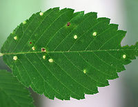 Elm Gall Mite - Aceria campestricola Mites make these tiny galls (~2 mm) on the leaves of American Elms (Ulmus americana). The galls are shaped like tiny, bead-like pustules. <br />
<br />
https://www.jungledragon.com/image/62088/elm_gall_mite_-_aceria_campestricola.html Aceria campestricola,Elm Leafgall Mite,Geotagged,Summer,United States,aceria,elm leafgall mite,gall mite,leafgall mite,mite