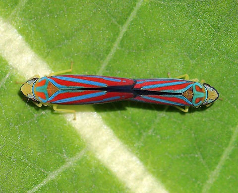 Candy-striped Leafhoppers (Mating) - Graphocephala coccinea Striking vivid blue and red striped leafhoppers. Their dorsal surface is yellow. They feed on plant sap using their piercing-sucking mouthparts. 
I found these two mating on a milkweed plant next to a pond.
 Candy-striped Leafhoppers,Candy-striped Leafhoppers mating,Candy-striped leafhopper,Geotagged,Graphocephala,Graphocephala coccinea,Summer,United States,leafhoppers,mating,mating leafhoppers,wild love