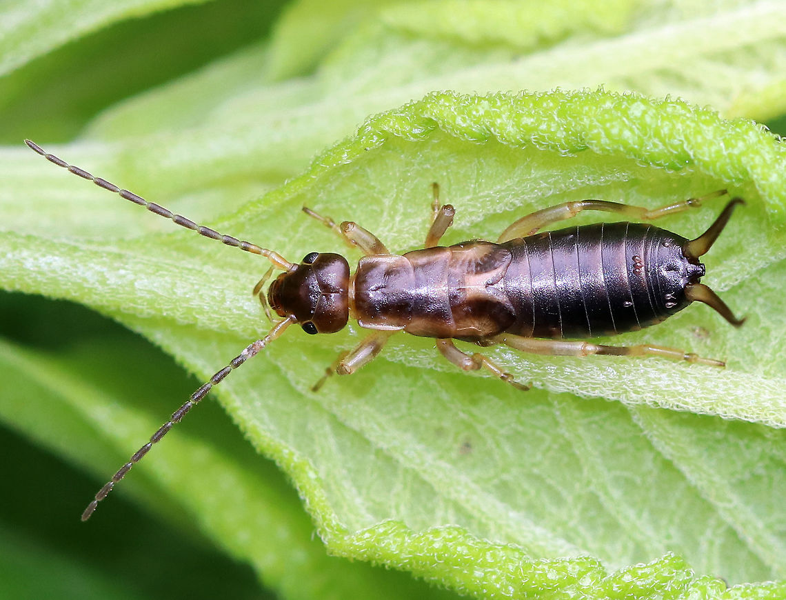 Earwig Nymph - Forficula auricularia I found this earwig on a leaf in a rural garden.<br />
<br />
 Forficula auricularia,Geotagged,Summer,United States,earwig,earwig nymph,nymph