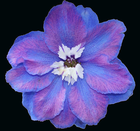 Candle Larkspur - Delphinium elatum Sorry for the weird, black background! I spotted this incredible flower growing in a butterfly garden and had to get a shot of it, but the background was hideous! I have nearly no photoshop skills, hence the very basic cut and paste... Delphinium elatum,Geotagged,Summer,United States,alpine delphinium,candle larkspur,flower,purple