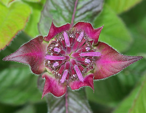 Scarlet Beebalm - Monarda didyma Dense, rounded clusters/tufts of bright red to pink, tubular flowers. The stems have large, oval-triangular shaped leaves, which smell like mint when crushed. 

These flowers were in a rural butterfly garden and were just starting to bloom.

https://www.jungledragon.com/image/62095/scarlet_beebalm_-_monarda_didyma.html Geotagged,Monarda didyma,Scarlet beebalm,Summer,United States,beebalm,flower