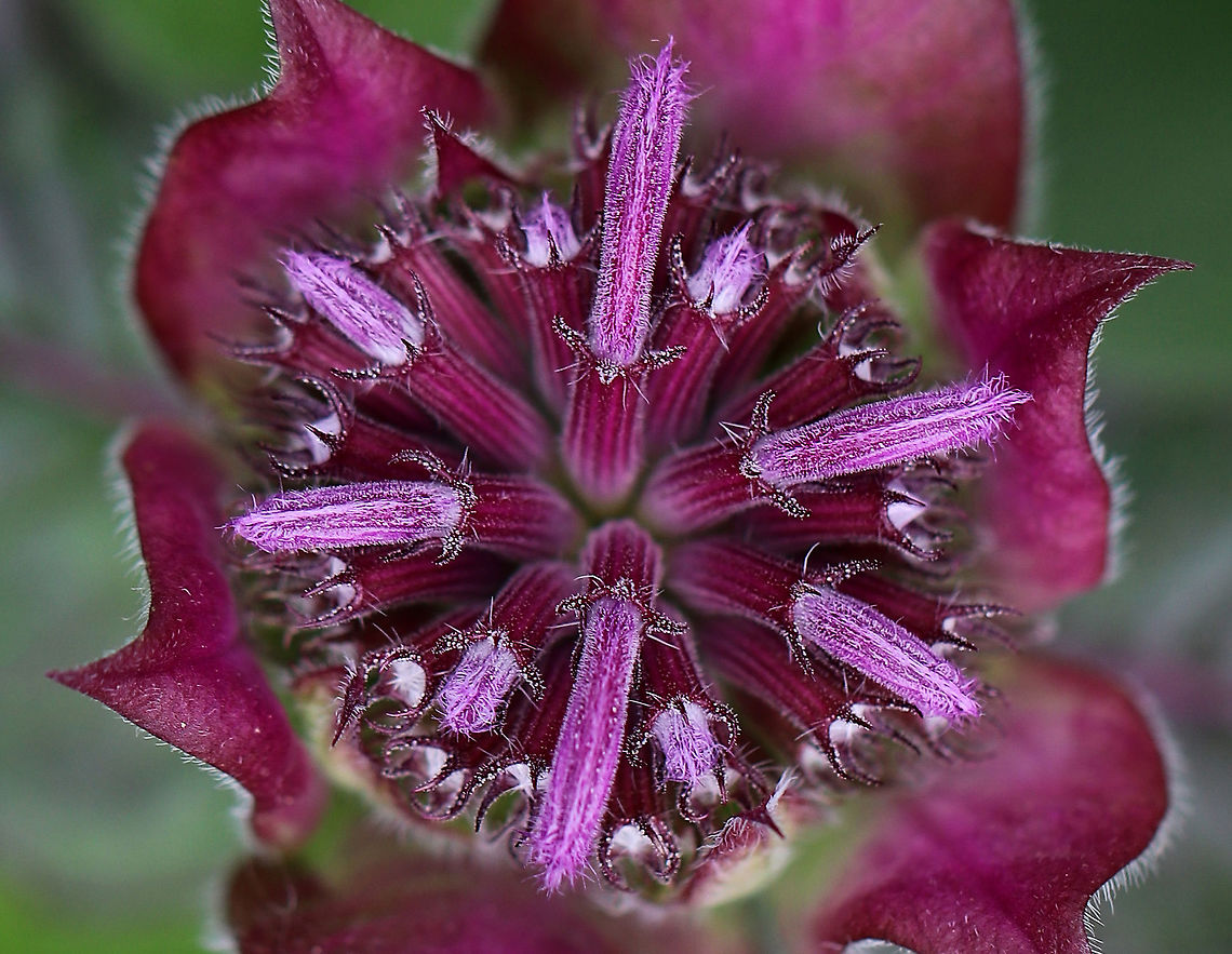 Scarlet Beebalm - Monarda didyma Dense, rounded clusters/tufts of bright red to pink, tubular flowers. The stems have large, oval-triangular shaped leaves, which smell like mint when crushed. <br />
<br />
 These flowers were in a rural butterfly garden and were just starting to bloom. <br />
<br />
<figure class="photo"><a href="https://www.jungledragon.com/image/62094/scarlet_beebalm_-_monarda_didyma.html" title="Scarlet Beebalm - Monarda didyma"><img src="https://s3.amazonaws.com/media.jungledragon.com/images/3232/62094_thumb.jpg?AWSAccessKeyId=05GMT0V3GWVNE7GGM1R2&Expires=1767225610&Signature=zjPmZZaSzahS%2B51On4QbV17ygUU%3D" width="200" height="156" alt="Scarlet Beebalm - Monarda didyma Dense, rounded clusters/tufts of bright red to pink, tubular flowers. The stems have large, oval-triangular shaped leaves, which smell like mint when crushed. <br />
<br />
These flowers were in a rural butterfly garden and were just starting to bloom.<br />
<br />
https://www.jungledragon.com/image/62095/scarlet_beebalm_-_monarda_didyma.html Geotagged,Monarda didyma,Scarlet beebalm,Summer,United States,beebalm,flower" /></a></figure> Geotagged,Monarda didyma,Scarlet beebalm,Summer,United States,beebalm,flower,monarda