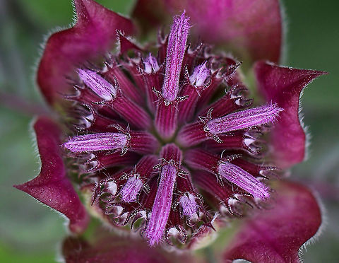 Scarlet Beebalm - Monarda didyma Dense, rounded clusters/tufts of bright red to pink, tubular flowers. The stems have large, oval-triangular shaped leaves, which smell like mint when crushed. 

 These flowers were in a rural butterfly garden and were just starting to bloom. 

https://www.jungledragon.com/image/62094/scarlet_beebalm.html Geotagged,Monarda didyma,Scarlet beebalm,Summer,United States,beebalm,flower,monarda