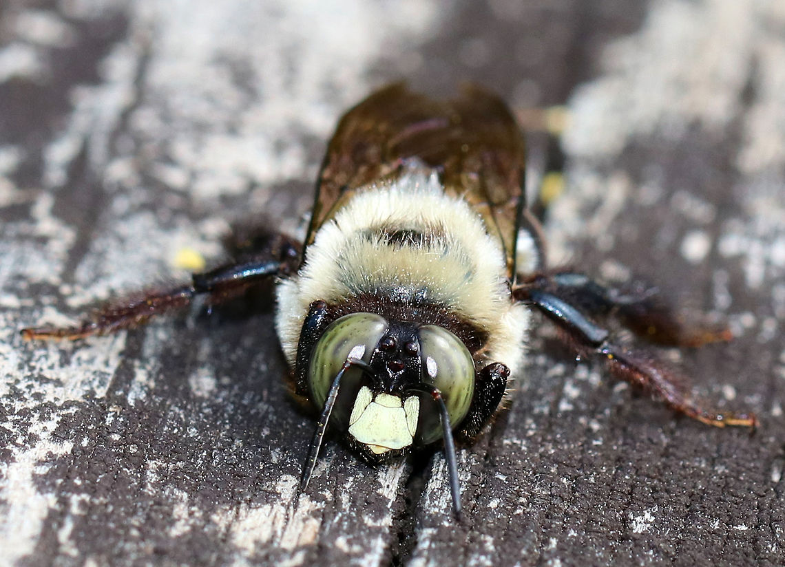 Eastern Carpenter Bee (Male) - Xylocopa virginica This male bee was sprawled out on a bridge. It was crawling along slowly, but the poor guy didn&#039;t seem to be doing very well.  <br />
<br />
They are large bees with a black, hairless abdomen.  They have yellow fuzz on the thorax, and males have a white/yellow face.<br />
<br />
The male bees are unable to sting, but they are the ones most frequently seen.  They hover near their nests and will dart after anything that ventures into their territory.  Carpenter bees do not actually eat wood, but they do excavate tunnels for shelter and as chambers to rear their young. This tunneling can cause damage to buildings. Eastern Carpenter Bee,Geotagged,Summer,United States,Xylocopa,Xylocopa virginica,bee,carpenter bee