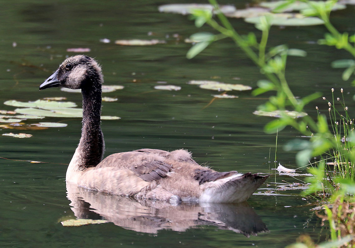 Canada Goose - Branta canadensis I was looking for snakes when I came upon a large family of Canada Geese on the edge of a pond. I figured they were nearby because the grass was covered in goose poop (adults can excrete up to 2 lbs of poop per day!). I quickly backed up and walked around them because they are generally quite mean and I often get hissed at and chased by these birds! Branta canadensis,Canada goose,Geotagged,Summer,United States,goose