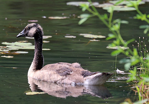 Canada Goose - Branta canadensis I was looking for snakes when I came upon a large family of Canada Geese on the edge of a pond.  I figured they were nearby because the grass was covered in goose poop (adults can excrete up to 2 lbs of poop per day!).  I quickly backed up and walked around them because they are generally quite mean and I often get hissed at and chased by these birds! Branta canadensis,Canada goose,Geotagged,Summer,United States,goose