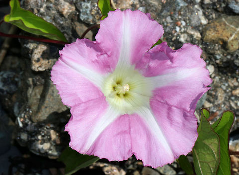 Hedge Bindweed - Calystegia sepium A smooth vine that bears funnel-shaped, pinkish flowers with white stripes.  The flowers, which have 5 united petals, are about 5-7 cm long with a 5-lobed calyx enclosed in 2 bracts. The leaves are 5-10 cm long and are arrow-shaped.

I spotted lots of bindweed growing along a road that directly bordered the Atlantic Ocean. It is not a native plant.

https://www.jungledragon.com/image/62132/hedge_bindweed_-_calystegia_sepium.html Calystegia sepium,Geotagged,Rutland beauty,Spring,United States,bearbind,bellbind,bindweed,bride's gown,bugle vine,granny-pop-out-of-bed,heavenly trumpets,hedge bindweed,hedge convolvulus,hedge false bindweed,hooded bindweed,old man's nightcap,wedlock,wild morning glory