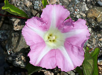 Hedge Bindweed - Calystegia sepium A smooth vine that bears funnel-shaped, pinkish flowers with white stripes.  The flowers, which have 5 united petals, are about 5-7 cm long with a 5-lobed calyx enclosed in 2 bracts. The leaves are 5-10 cm long and are arrow-shaped.<br />
<br />
I spotted lots of bindweed growing along a road that directly bordered the Atlantic Ocean. It is not a native plant.<br />
<br />
https://www.jungledragon.com/image/62132/hedge_bindweed_-_calystegia_sepium.html Calystegia sepium,Geotagged,Rutland beauty,Spring,United States,bearbind,bellbind,bindweed,bride's gown,bugle vine,granny-pop-out-of-bed,heavenly trumpets,hedge bindweed,hedge convolvulus,hedge false bindweed,hooded bindweed,old man's nightcap,wedlock,wild morning glory