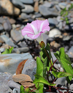 Hedge Bindweed - Calystegia sepium A smooth vine that bears funnel-shaped, pinkish flowers with white stripes. The flowers, which have 5 united petals, are about 5-7 cm long with a 5-lobed calyx enclosed in 2 bracts. The leaves are 5-10 cm long and are arrow-shaped.

I spotted lots of bindweed growing along a road that directly bordered the Atlantic Ocean. It is not a native plant. 

https://www.jungledragon.com/image/62131/hedge_bindweed_-_calystegia_sepium.html Calystegia sepium,Geotagged,Rutland beauty,Spring,United States,bearbind,bellbind,bindweed,bride's gown,bugle vine,granny-pop-out-of-bed,heavenly trumpets,hedge bindweed,hedge convolvulus,hedge false bindweed,hooded bindweed,old man's nightcap,wedlock,wild morning glory