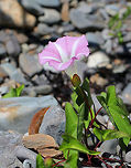 Hedge Bindweed - Calystegia sepium A smooth vine that bears funnel-shaped, pinkish flowers with white stripes. The flowers, which have 5 united petals, are about 5-7 cm long with a 5-lobed calyx enclosed in 2 bracts. The leaves are 5-10 cm long and are arrow-shaped.<br />
<br />
I spotted lots of bindweed growing along a road that directly bordered the Atlantic Ocean. It is not a native plant. <br />
<br />
https://www.jungledragon.com/image/62131/hedge_bindweed_-_calystegia_sepium.html Calystegia sepium,Geotagged,Rutland beauty,Spring,United States,bearbind,bellbind,bindweed,bride's gown,bugle vine,granny-pop-out-of-bed,heavenly trumpets,hedge bindweed,hedge convolvulus,hedge false bindweed,hooded bindweed,old man's nightcap,wedlock,wild morning glory