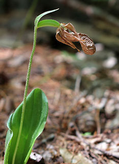 Pink Lady's Slipper - Cypripedium acaule It's so rare for me to see a pink lady's slipper that has actually gotten old and crusty!  Usually, deer eat the flowers and I find the headless stems!

These plants are characterized by a leafless stalk that bears 1-2 flowers that have a distinctive, pink, inflated, slipper-like lip petal.

In Maine, they are listed as a species of “special concern” in the Native Plant Protection Act. These orchids only grow in specific habitats, so collection and consumption by wild animals are serious threats. They can take years to grow from seeds to mature plants.

Lady’s slippers have a symbiotic relationship with a fungus (Rhizoctonia sp.) that provides the plant with nutrients. The orchid seeds do not have food supplies inside them like many other kinds of seeds. Instead, they require fungi to break open the seed and attach to them. The fungus then passes on food and nutrients to the pink lady's slipper seed. When the plant is mature and producing most of its own nutrients, the fungus extracts nutrients from the orchid roots.  Because of this symbiotic relationship, transplantation of pink lady slippers is not successful unless there is a sufficient amount of fungus in the new area.

https://www.jungledragon.com/image/62134/pink_ladys_slipper_-_cypripedium_acaule.html Cypripedium acaule,Geotagged,Spring,Stemless Lady's Slipper,United States,orchid,symbiosis