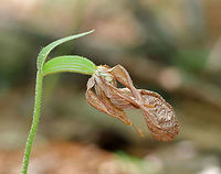 Pink Lady's Slipper - Cypripedium acaule It's so rare for me to see a pink lady's slipper that has actually gotten old and crusty! Usually, deer eat the flowers and I find the headless stems!<br />
<br />
These plants are characterized by a leafless stalk that bears 1-2 flowers that have a distinctive, pink, inflated, slipper-like lip petal.<br />
<br />
In Maine, they are listed as a species of “special concern” in the Native Plant Protection Act. These orchids only grow in specific habitats, so collection and consumption by wild animals are serious threats. They can take years to grow from seeds to mature plants.<br />
<br />
Lady’s slippers have a symbiotic relationship with a fungus (Rhizoctonia sp.) that provides the plant with nutrients. The orchid seeds do not have food supplies inside them like many other kinds of seeds. Instead, they require fungi to break open the seed and attach to them. The fungus then passes on food and nutrients to the pink lady's slipper seed. When the plant is mature and producing most of its own nutrients, the fungus extracts nutrients from the orchid roots. Because of this symbiotic relationship, transplantation of pink lady slippers is not successful unless there is a sufficient amount of fungus in the new area. <br />
<br />
https://www.jungledragon.com/image/62133/pink_ladys_slipper_-_cypripedium_acaule.html Cypripedium acaule,Geotagged,Spring,Stemless Lady's Slipper,United States,orchid,symbiosis