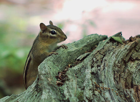 Eastern Chipmunk - Tamias striatus Eastern chipmunks are incredibly curious critters! And, so cute!

Reddish-brown fur on its upper body and five dark brown stripes, which contrast with light brown stripes along its back, ending in a dark tail. It has lighter fur on the lower part of its body, and a tawny stripe that runs from its whiskers to below its ears with lighter stripes over and under its eyes.  Eastern chipmunk,Geotagged,Spring,Tamias striatus,United States,chipmunk,tamias