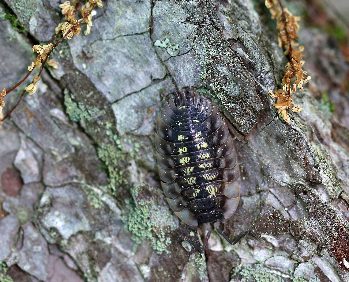 Common Woodlouse - Oniscus asellus These creatures are often found in large numbers on rotting wood and under bark in forests.<br />
<br />
Interestingly, the pale patches visible on its back are areas that store calcium, which is then used to reinforce the exoskeleton after molting.   Molting occurs in two parts:  the rear half molts before the front half. The exuvia is often consumed by the woodlouse afterwards.<br />
<br />
 Geotagged,Oniscus asellus,Spring,United States,oniscus,woodlouse