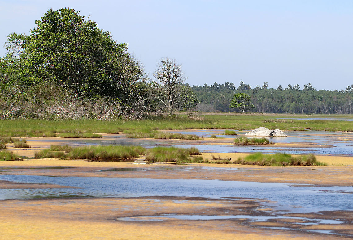 Smooth Cordgrass - Spartina alterniflora Smooth cordgrass is the dominant grass in salt marshes and along the coastal beaches of the Atlantic coasts. It&#039;s used for coastal erosion control.<br />
<br />
<section class="video"><iframe width="448" height="252" src="https://player.vimeo.com/video/277505880?title=0&byline=0&portrait=0" frameborder="0"></iframe></section> Geotagged,Spartina alterniflora,Spring,United States,cordgrass,salt marsh,salt marsh cordgrass,saltmarsh,saltmarsh cordgrass,smooth cordgrass,spartina