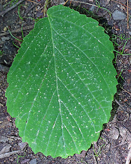 American Witch Hazel - Hamamelis virginiana This tree has awesome, spiky, yellow flowers that bloom in the fall. Leaves are alternate, simple, broadly ovate, up to 15 cm long, have an unequal offset leaf base, and large wavy teeth on the margins. The tree grows to about 6 meters tall, which was why I couldn't get a shot of it - the trail wasn't wide enough and the tree too tall. The seeds of this tree are dispersed by popping out of their pods at distances up to 9 meters!

The leaves and twigs are often added to rubbing alcohol and used as an astringent.

 American Witch Hazel,Geotagged,Hamamelis virginiana,Spring,United States,witch hazel,witch-hazel