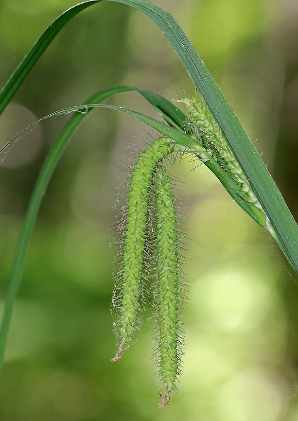 Fringed Sedge - Carex crinita This sedge has a fountain-like appearance and grows in meadows and marshes.<br />
<br />
<figure class="photo"><a href="https://www.jungledragon.com/image/62201/fringed_sedge_-_carex_crinita.html" title="Fringed Sedge - Carex crinita"><img src="https://s3.amazonaws.com/media.jungledragon.com/images/3232/62201_thumb.jpg?AWSAccessKeyId=05GMT0V3GWVNE7GGM1R2&Expires=1769040010&Signature=r5P2EwvOZJfZtimxrhBcz5JjJUs%3D" width="104" height="152" alt="Fringed Sedge - Carex crinita This sedge has a fountain-like appearance and grows in meadows and marshes. <br />
<br />
https://www.jungledragon.com/image/62170/fringed_sedge_-_carex_crinita.html Carex crinita,Fringed Sedge,Geotagged,Spring,United States" /></a></figure> Carex crinita,Fringed Sedge,Geotagged,Spring,United States,carex,fringed sedge,sedge