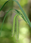 Fringed Sedge - Carex crinita This sedge has a fountain-like appearance and grows in meadows and marshes.<br />
<br />
https://www.jungledragon.com/image/62201/fringed_sedge_-_carex_crinita.html Carex crinita,Fringed Sedge,Geotagged,Spring,United States,carex,fringed sedge,sedge