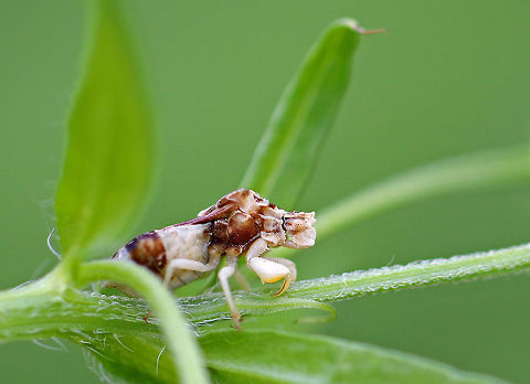 Jagged Ambush Bug - Phymata fasciata In general, they have a triangular scutellum and a short pronotum.  

I found this bug as it was waiting to ambush its breakfast on some vegetation along the edge of a meadow. Geotagged,Phymata fasciata,Summer,United States,ambush bug,bug,jagged ambush bug,phymata,phymata fasciata