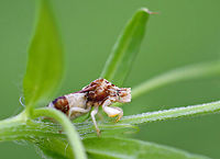 Jagged Ambush Bug - Phymata fasciata In general, they have a triangular scutellum and a short pronotum.  <br />
<br />
I found this bug as it was waiting to ambush its breakfast on some vegetation along the edge of a meadow. Geotagged,Phymata fasciata,Summer,United States,ambush bug,bug,jagged ambush bug,phymata,phymata fasciata