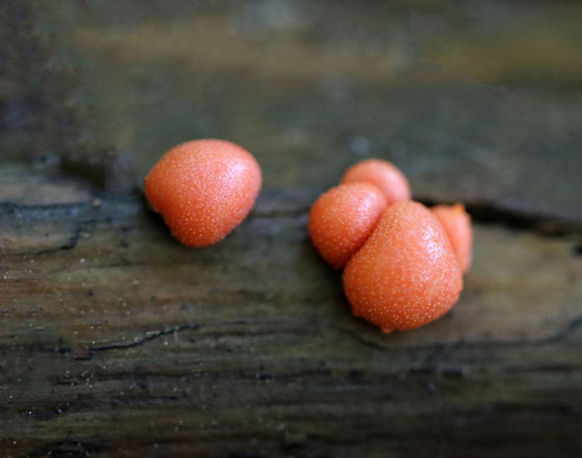 Wolf's Milk - Lycogala epidendrum Small, pink aethalia that resemble fuzzy pink blobs. When you poke the, pink, gooey, slime oozes out.<br />
<br />
The life cycle of slime molds is very interesting and complex. Here is a simplified description of what goes on...Slime molds form structures called plasmodia, which actually lack cell walls. Plasmodia are able to move up to an inch an hour - their motion being the result of protoplasm that flows through the organism in a rhythmic motion. The masses of protoplasm move around and engulf particles of food in an amoeboid manner. Eventually, when the plasmodia runs out of food, it transforms into sporangia, which (simplistically) are balls of spores. These "sporangia spore balls" are called the aethalia, which are the fruiting bodies of the slime mold. <br />
<br />
<section class="video"><iframe width="448" height="252" src="https://player.vimeo.com/video/277698392?title=0&byline=0&portrait=0" frameborder="0"></iframe></section> Geotagged,Lycogala,Lycogala epidendrum,Summer,United States,Wolf's Milk,Wolf's milk,pink,slime,slime mold