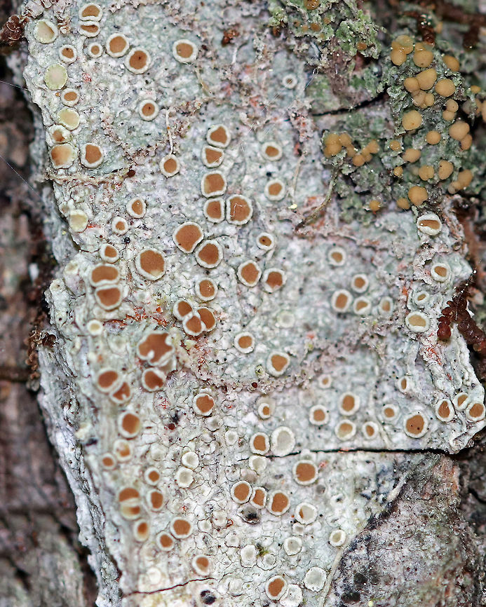 Lecanora hybocarpa Lichen Grayish crustose thallus and orange-brown, sessile apothecia.<br />
<br />
Spotted growing on a conifer in a coastal, coniferous forest. Geotagged,Lecanora,Lecanora hybocarpa,Spring,United States,lichen