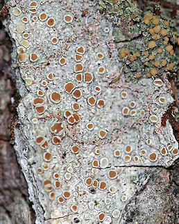 Lecanora hybocarpa Lichen Grayish crustose thallus and orange-brown, sessile apothecia.

Spotted growing on a conifer in a coastal, coniferous forest. Geotagged,Lecanora,Lecanora hybocarpa,Spring,United States,lichen