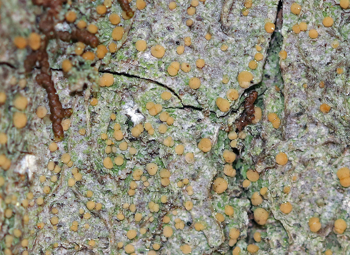 Lecanora symmicta Lichen Crustose thallus with tan/olive, sessile apothecia.<br />
<br />
Growing on a conifer in a coastal, coniferous forest. Geotagged,Lecanora,Lecanora symmicta,Spring,United States,lichen