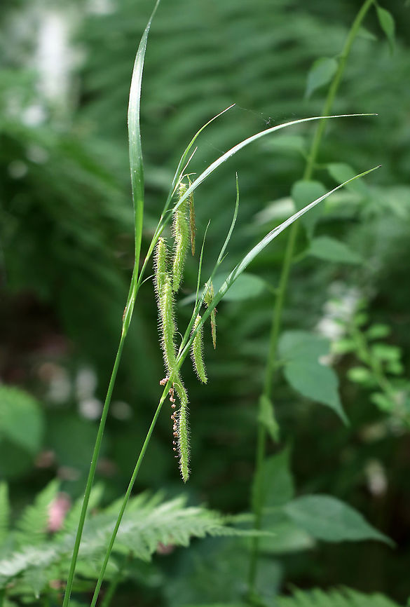Fringed Sedge - Carex crinita This sedge has a fountain-like appearance and grows in meadows and marshes. <br />
<br />
<figure class="photo"><a href="https://www.jungledragon.com/image/62170/fringed_sedge_-_carex_crinita.html" title="Fringed Sedge - Carex crinita"><img src="https://s3.amazonaws.com/media.jungledragon.com/images/3232/62170_thumb.jpg?AWSAccessKeyId=05GMT0V3GWVNE7GGM1R2&Expires=1769040010&Signature=l05GoGJhj7fnwExFRKNq0sBf%2BDg%3D" width="108" height="152" alt="Fringed Sedge - Carex crinita This sedge has a fountain-like appearance and grows in meadows and marshes.<br />
<br />
https://www.jungledragon.com/image/62201/fringed_sedge_-_carex_crinita.html Carex crinita,Fringed Sedge,Geotagged,Spring,United States,carex,fringed sedge,sedge" /></a></figure> Carex crinita,Fringed Sedge,Geotagged,Spring,United States
