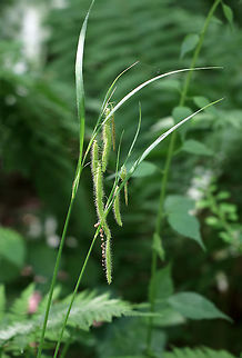 Fringed Sedge - Carex crinita This sedge has a fountain-like appearance and grows in meadows and marshes.
https://www.jungledragon.com/image/62170/fringed_sedge_-_carex_crinita.html Carex crinita,Fringed Sedge,Geotagged,Spring,United States