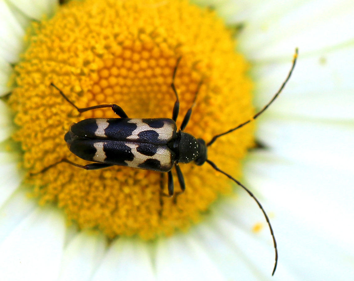 Flower Longhorn - Judolia montivagans Longhorn beetle with a black and tan/gold pattern on its elytra. It was approximately 12 mm long.  Spotted in a meadow bordering a coniferous forest. Geotagged,Judolia,Judolia montivagans,Spring,United States,beetle,flower longhorn,longhorn beetle