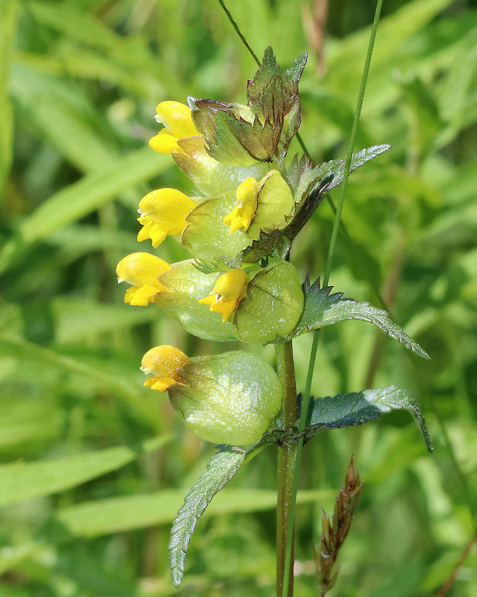 Yellow Rattlebox - Rhinanthus minor This plant has an erect stem that bears stalkless, yellow flowers in a leafy one-sided spike. The calyx is inflated when in fruit.<br />
<br />
Yellow rattlebox is hemi-parasitic on pasture grasses, which means that its roots attack the roots of other plants and then suck the life out of them. If enough yellow rattlebox grow in a meadow, they can destroy the other grasses in it. <br />
<br />
Spotted in a large meadow bordering the coast. Geotagged,Rhinanthus,Rhinanthus minor,Spring,United States,Yellow Rattle Box,Yellow rattle,flower,wildflower,yellow,yellow rattle,yellow rattlebox