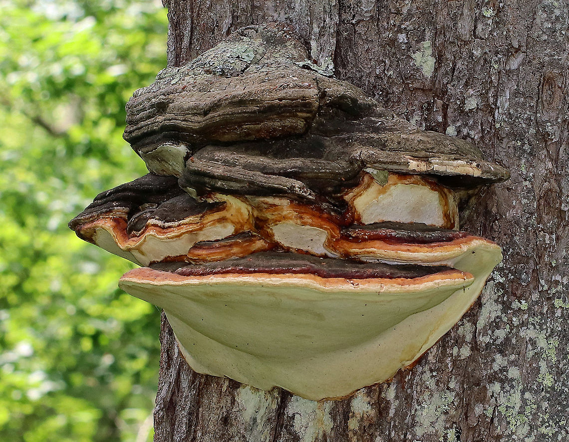 Red-belted Conk - Fomitopsis pini-canadensis nom. prov. Large fungus with cream colored pores. At least 30 cm wide. Growing on a tree in a coastal, mixed forest.<br />
<br />
The name &quot;Fomitopsis pini-canadensis&quot; is provisional and is a split from the Fomitopsis pinicola group. So, I will leave the ID as Fomitopsis pinicola for now. Fomitopsis pini-canadensis,Fomitopsis pini-canadensis nom. prov.,Fomitopsis pinicola,Geotagged,Red Banded Polypore,Red-belted Conk,Spring,United States,conk,fomit,fungus,mushroom