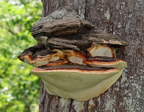 Red-belted Conk - Fomitopsis pini-canadensis nom. prov. Large fungus with cream colored pores. At least 30 cm wide. Growing on a tree in a coastal, mixed forest.

The name "Fomitopsis pini-canadensis" is provisional and is a split from the Fomitopsis pinicola group. So, I will leave the ID as Fomitopsis pinicola for now. Fomitopsis pini-canadensis,Fomitopsis pini-canadensis nom. prov.,Fomitopsis pinicola,Geotagged,Red Banded Polypore,Red-belted Conk,Spring,United States,conk,fomit,fungus,mushroom
