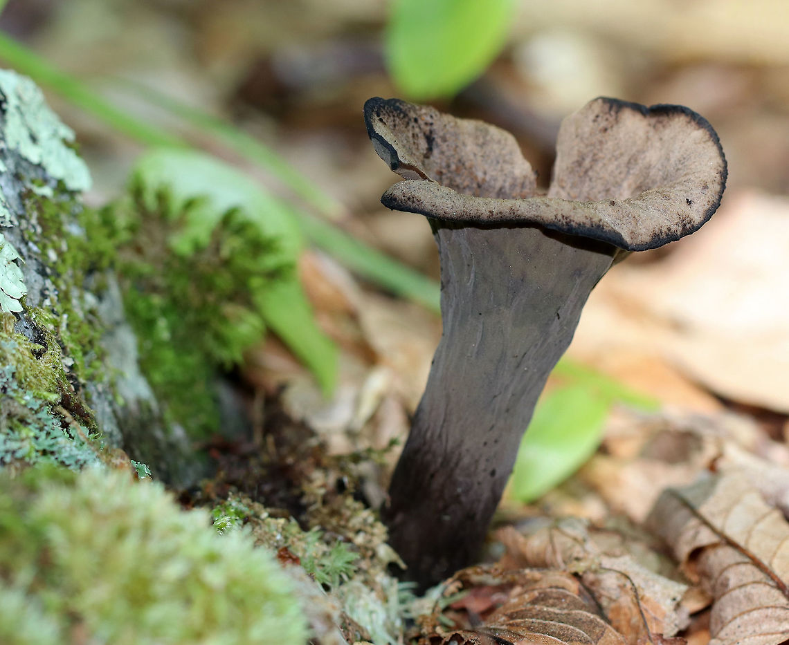 Black Trumpet - Craterellus fallax Fruiting bodies were vase-shaped, and the upper edges were rolled under.  The upper surface was brown-black, and the under surface was gray, wrinkled, and had a white bloom.<br />
<br />
Spotted growing along tree roots on the side of a pond in a mixed forest. Craterellus,Craterellus fallax,Geotagged,Summer,United States,black trumpet,fungus,mushroom